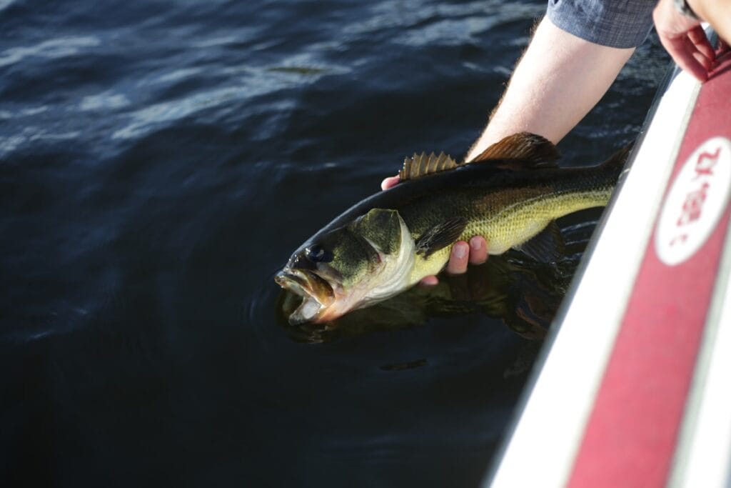 Texas rig soft plastic for bass fishing in heavy cover