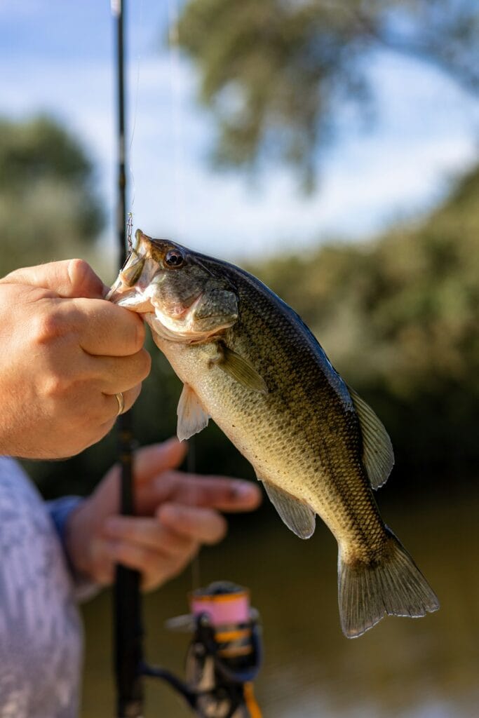 Baitcasting reel with different gear ratios for bass fishing