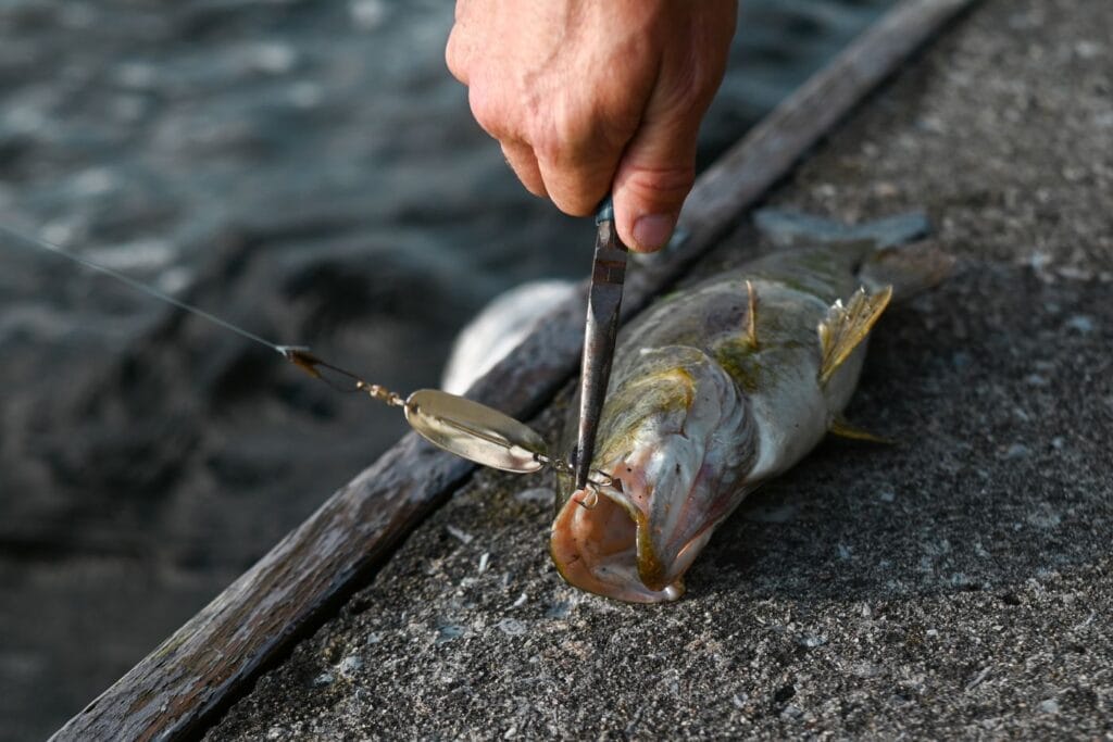 Largemouth bass caught fishing a creek channel