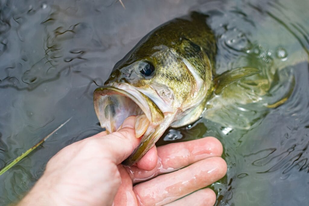 Largemouth bass caught during the fall transition