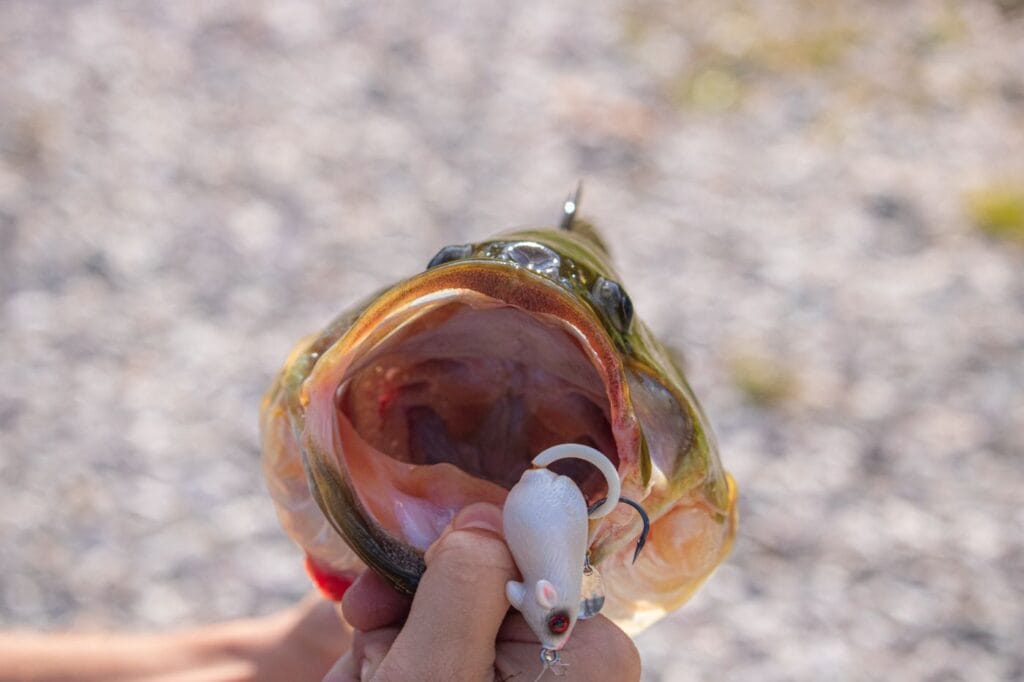 Bass caught on a topwater surface lure