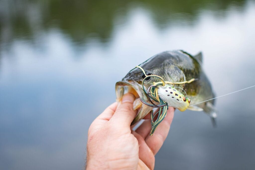 Largemouth bass caught on a lure