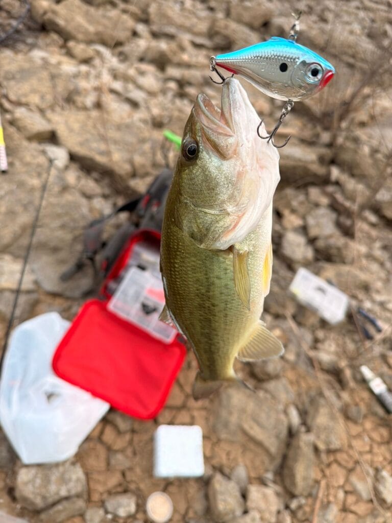 Largemouth bass hooked on a lure near cover