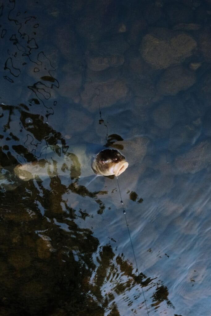 Largemouth bass caught in clear summer water