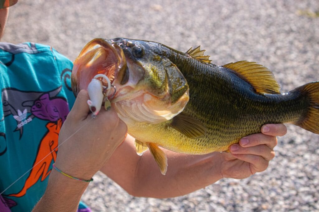 Angler holding a largemouth bass caught on a topwater lure