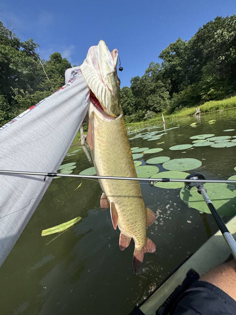 Tiger musky caught from a kayak on a weightless PB&J Senko at Hazel Creek Lake near Kirksville, Missouri